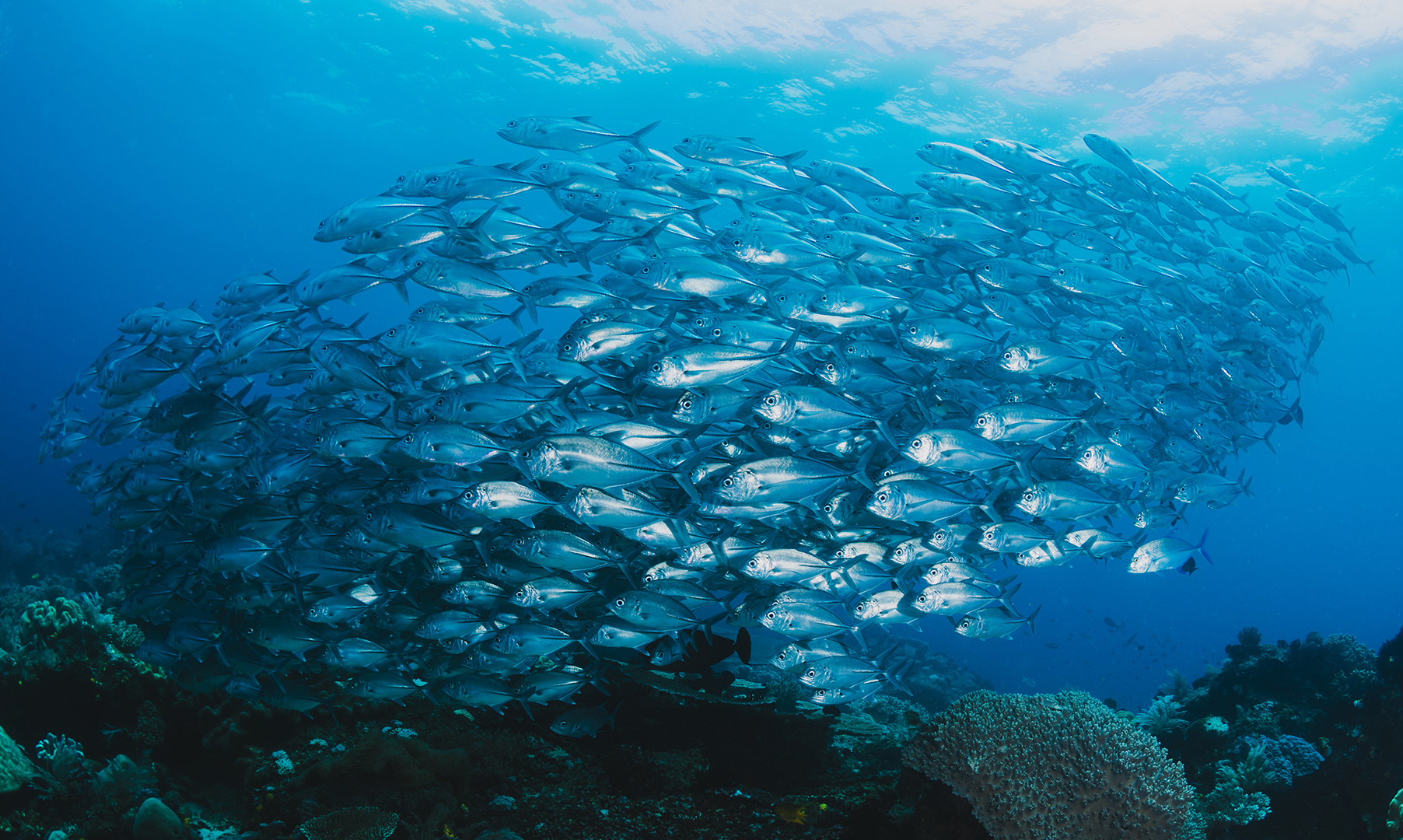 Isenções de taxas nas lotas para peixe descarregado nos portos dos Açores prorrogadas por mais três meses