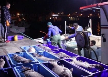 Governo dos Açores vai criar regime de apoio à cessação temporária da pesca